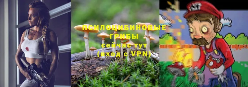 Псилоцибиновые грибы Cubensis  Красновишерск 